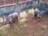 2X Blouwildebees Matopie Boerdery (Per Piece to take the lot/Per stuk om lot te neem)