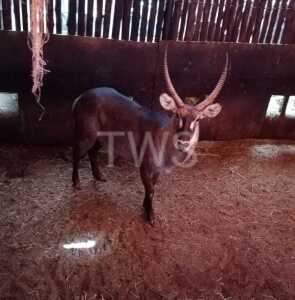 1X Waterbok FR Farming (Per Piece to take the lot/Per stuk om lot te neem)