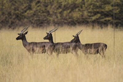 LOT 147 5x SWART ROOIBOK RAM/BLACK IMPALA RAM (PER STUK OM LOT TE NEEM/PER PIECE TO TAKE THE LOT)