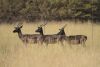 LOT 148 5x SWART ROOIBOK RAM/BLACK IMPALA RAM (PER STUK OM LOT TE NEEM/PER PIECE TO TAKE THE LOT)