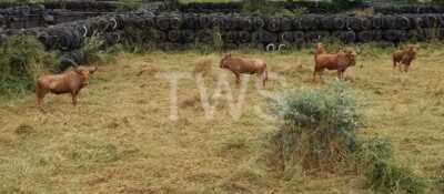 5X Gouewildebees Anelbre Boerdery (Per Piece to take the lot/Per stuk om lot te neem)