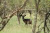 LOT 149 10x SWART ROOIBOK RAM/BLACK IMPALA RAM (PER STUK OM LOT TE NEEM/PER PIECE TO TAKE THE LOT) PHOTO EXAMPLE OF ANIMALS