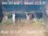 4X Rooibok F J Furstenburg (Per Piece to take the lot/Per stuk om lot te neem)