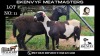 2X OOI/EWE MEATMASTER EKENVYF MEATMASTERS (PAY PER ANIMAL TO TAKE ALL)