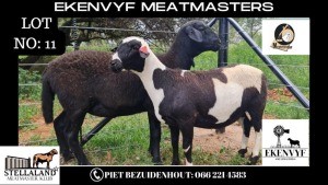 2X OOI/EWE MEATMASTER EKENVYF MEATMASTERS (PAY PER ANIMAL TO TAKE ALL)