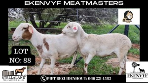 2X OOI/EWE MEATMASTER EKENVYF MEATMASTERS (PAY PER ANIMAL TO TAKE THE LOT)