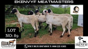 5X OOI/EWE MEATMASTER EKENVYF MEATMASTERS (PAY PER ANIMAL TO TAKE THE LOT)