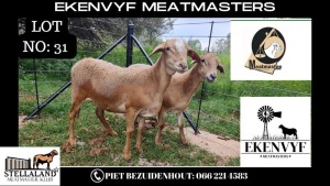 WITHDRAWN 2X OOI/EWE MEATMASTER EKENVYF MEATMASTERS