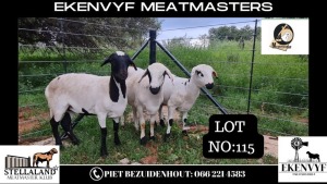 3X OOI/EWE MEATMASTER EKENVYF MEATMASTERS (PAY PER LOT TO TAKE ALL)