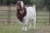174X TRUMP STROOITJIES FLOCK (PAY PER STRAW TO TAKE ALL) - 5