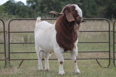 1X BOERBOK RAM