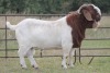 1X BOERBOK RAM - 2