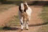 1X BOERBOK RAM