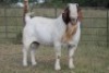 1X BOERBOK RAM - 4