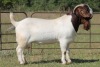 1X BOERBOK RAM FLOCK