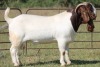 1X BOERBOK RAM FLOCK - 2