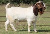 1X BOERBOK RAM FLOCK - 4