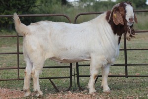 1X BOERBOK RAM S#133/121