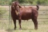 1X KALAHARI RED RAM - 2