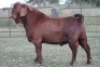 1X KALAHARI RED RAM S#KR133/114 - 4