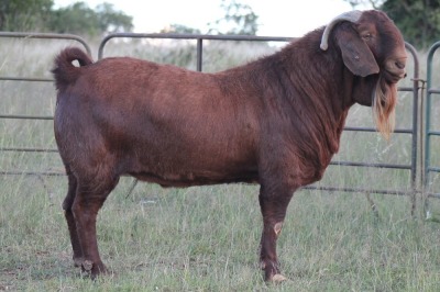 1X KALAHARI RED RAM