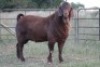 1X KALAHARI RED RAM - 2