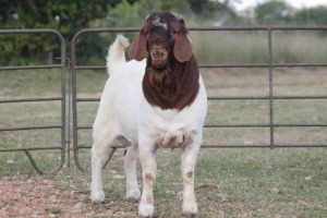 1X BOERBOK RAM