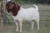 1X BOERBOK RAM - 4