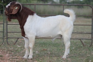 1X BOERBOK RAM FLOCK