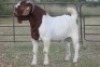 1X BOERBOK RAM FLOCK - 3