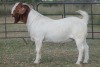 1X BOERBOK RAM FLOCK