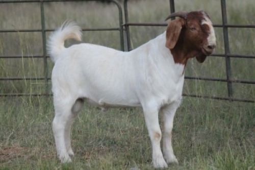 1X BOERBOK RAM FLOCK