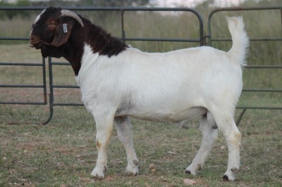 1X BOERBOK RAM FLOCK