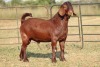 1X KALAHARI RED RAM FLOCK