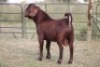 1X KALAHARI RED RAM FLOCK - 2