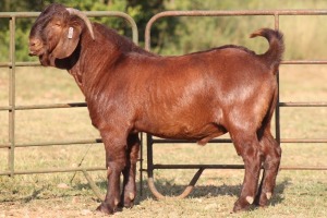 1X KALAHARI RED RAM FLOCK