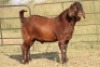 1X KALAHARI RED RAM FLOCK - 2