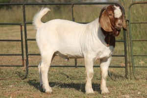 1X BOERBOK RAM FLOCK