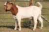 1X BOERBOK RAM FLOCK - 2