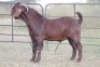 1X KALAHARI RED RAM PS