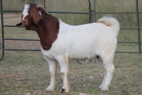 1X BOERBOK RAM FLOCK