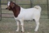 1X BOERBOK RAM FLOCK