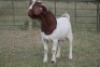 1X BOERBOK RAM FLOCK - 2