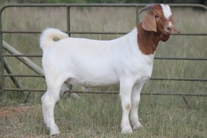 1X BOERBOK RAM FLOCK