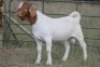 1X BOERBOK RAM FLOCK - 2