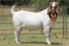 1X BOERBOK RAM S # 196 177