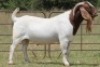 1X BOERBOK RAM S # 196 177 - 3