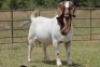 1X BOERBOK RAM S # 196 177 - 4