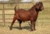 1X KALAHARI RED RAM PS - 2