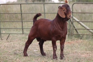 1X KALAHARI RED RAM